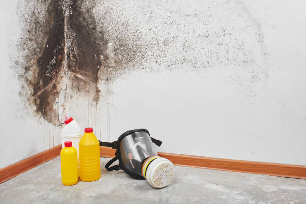 Best White Mold Remediation in Del Rio, TX