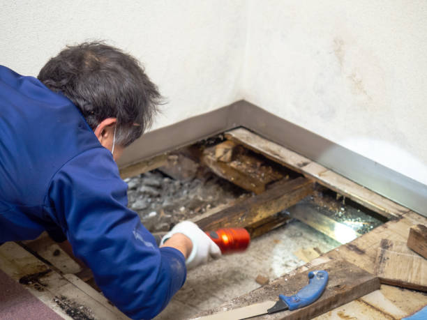 Best Residential Mold Remediation in Del Rio, TX