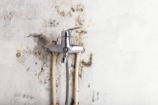 Best Black Mold Remediation in Del Rio, TX