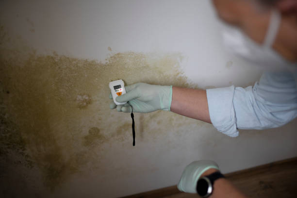 Best White Mold Remediation in Del Rio, TX