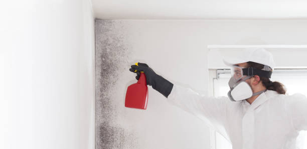 Best Post-Flood Mold Remediation in Del Rio, TX